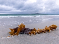Berneray